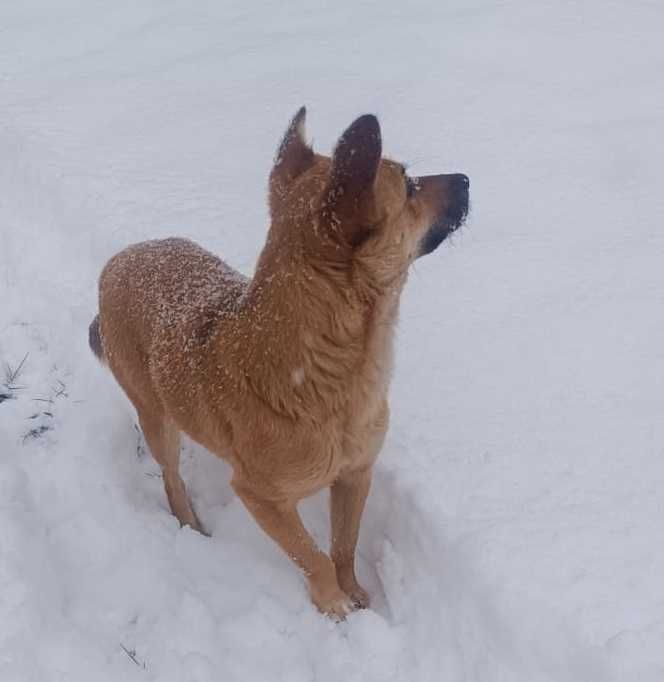 Алиса ищет дом и семью