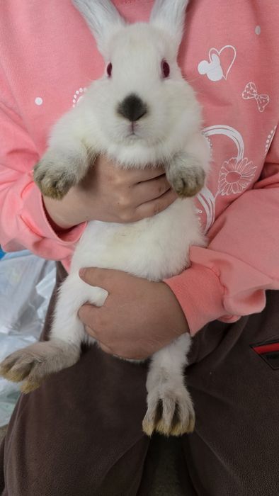 Quyonchalar sotiladi