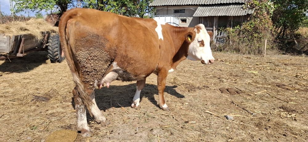Vaca de vananzare
