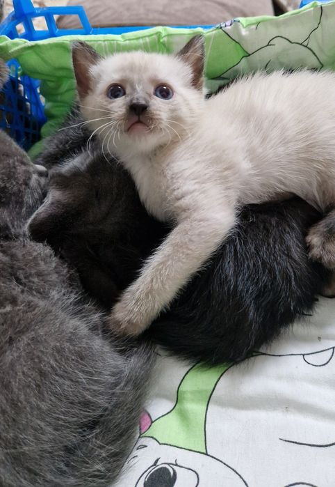 Отдам котят в добрые руки