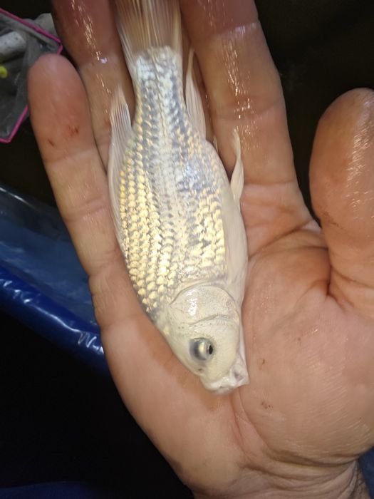 Koi karp baliqlar sotiladi