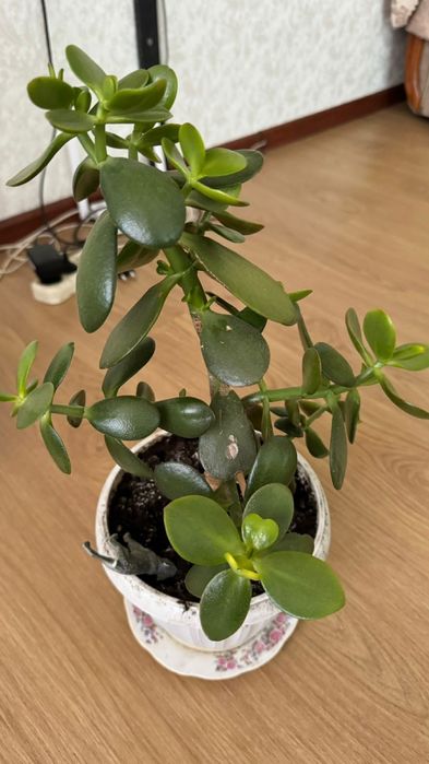 Продвется цветок