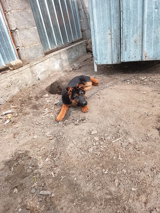 Немис сатылады :