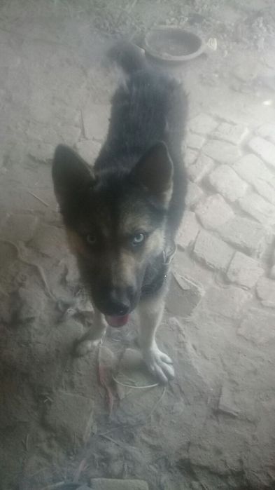 Собака животные сибирская хаски