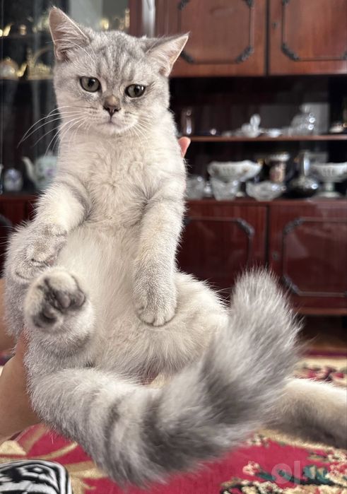 Продается котенок серебристая шиншилла,девочка