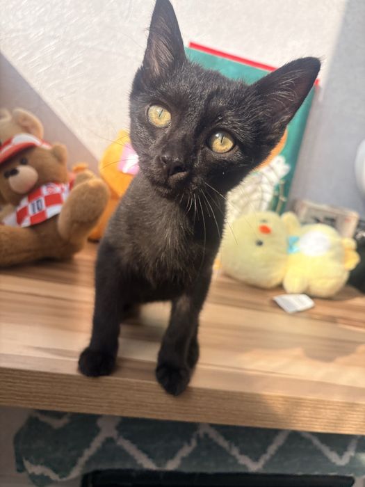 Котенок в добрые руки