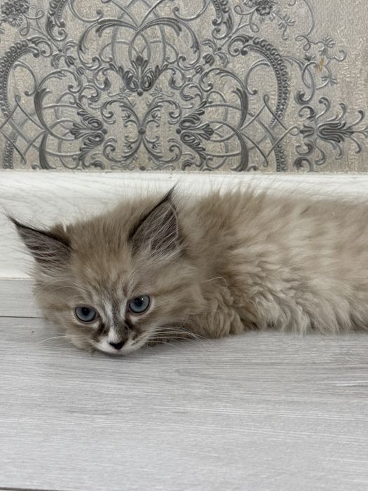 Нева маскарадная кот