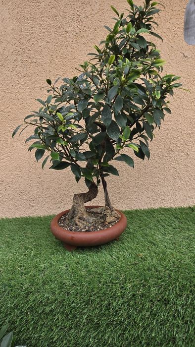 Bonsai Ficus Retusa