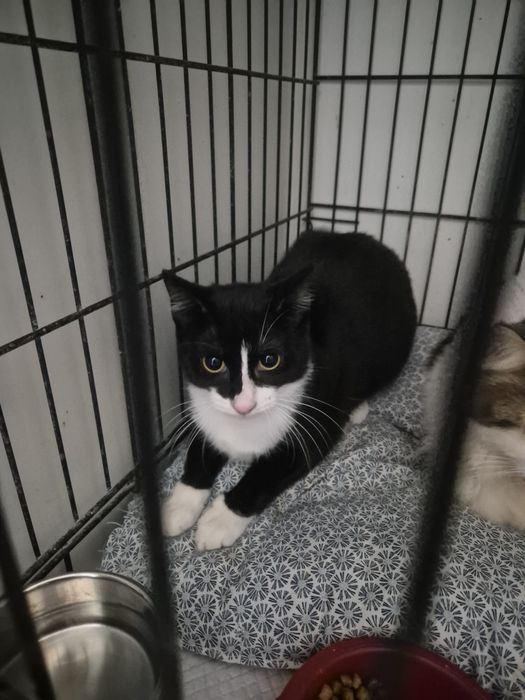 Anna carnet de sanatate