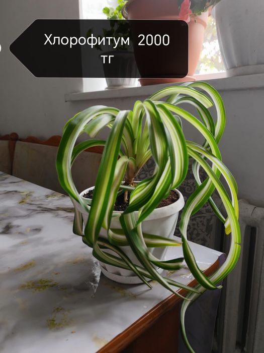 Гүлдер сатылады/цветы продаются