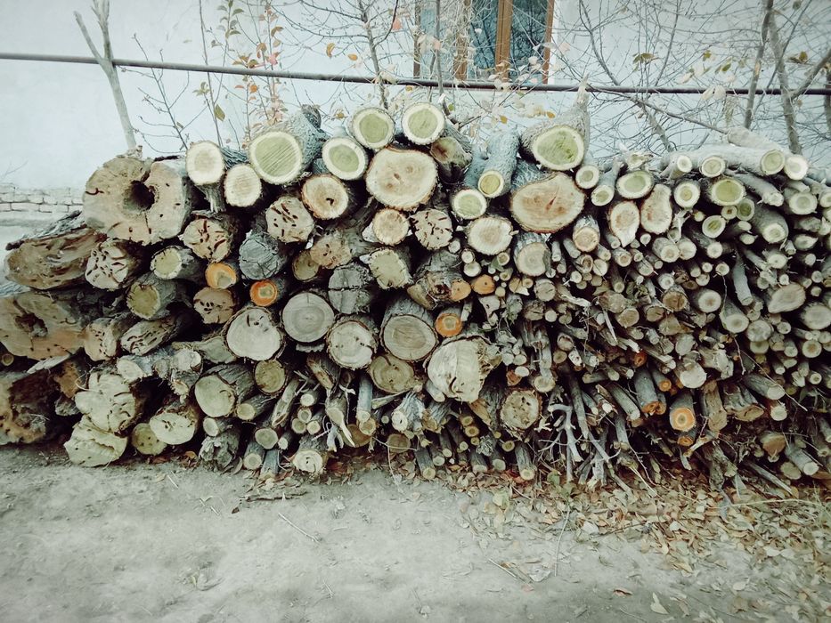 Otin sotiladi galiwtirib baramiz narvon, tut, sót ba