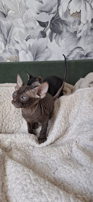 Канадский сфинкс котята