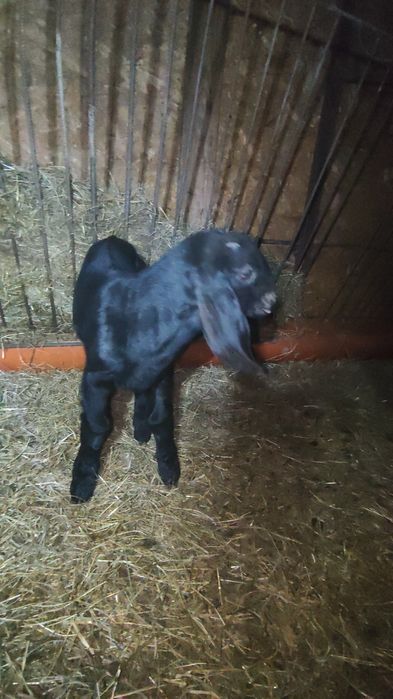 De vanzare țapusori  si ieduțe Anglo Nubieni  cu o genetica foarte bun