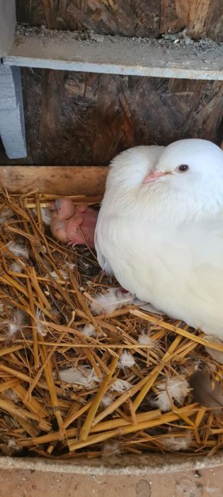 Vand porumbei Curcani motati si incaltati