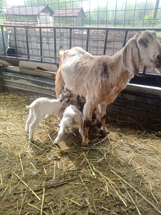 Коза с козлятами