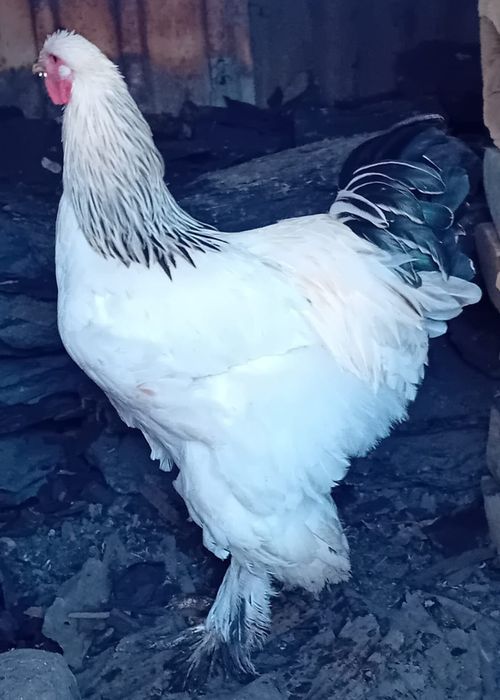 Vând doi cocoși și un păun