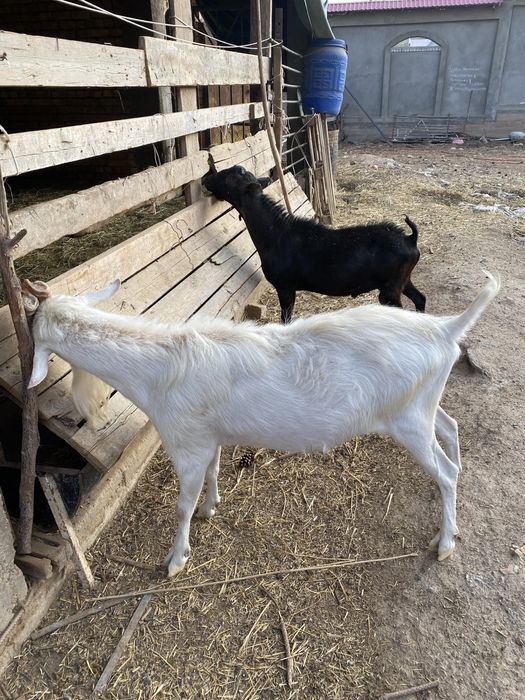 Такала занин.