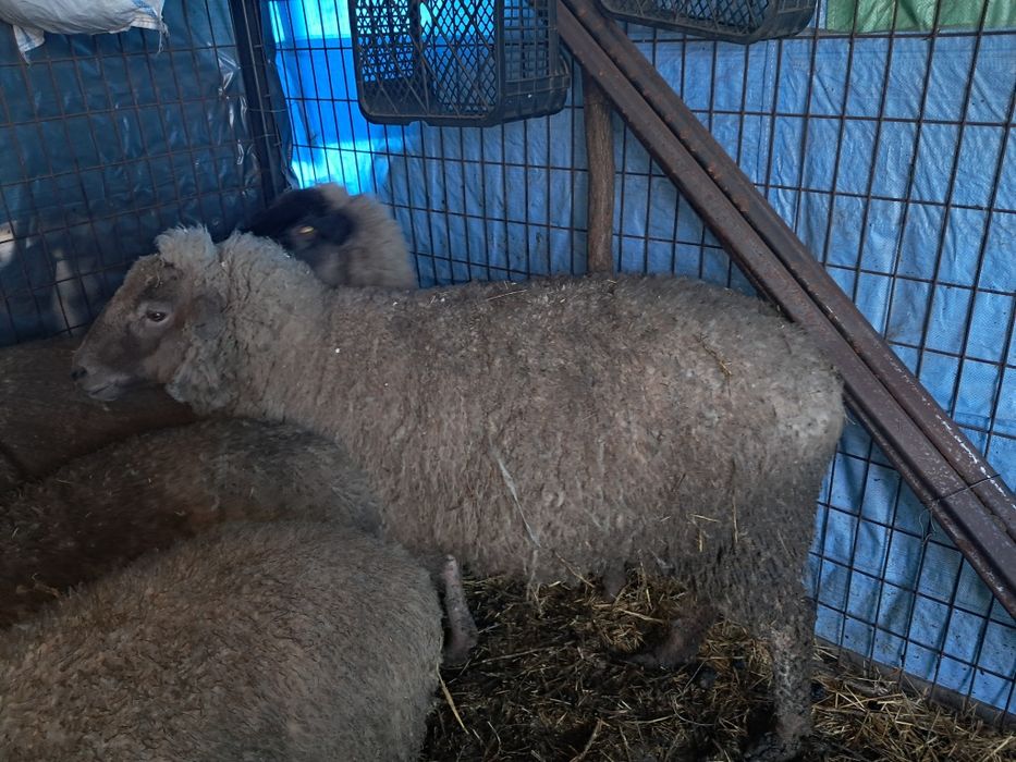 Oaie tânără de pastramă