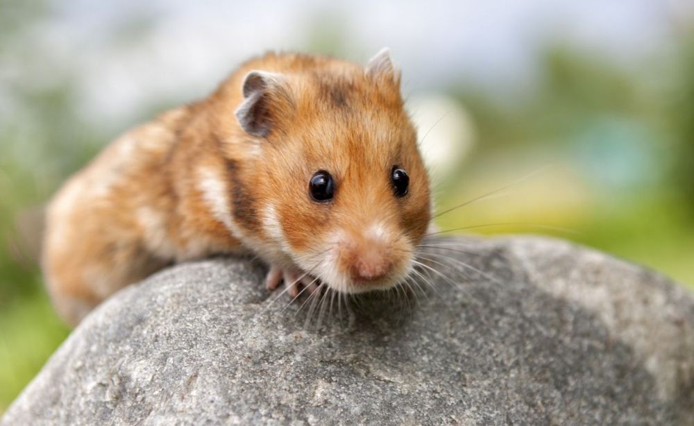 Продам хомяков не дорого