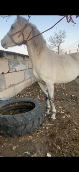 Англо-араб айғыр сатылады.