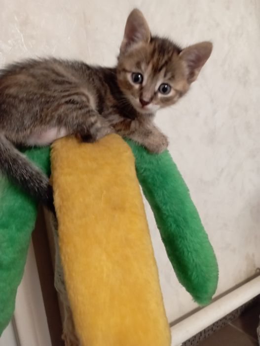 Отдам в хорошие руки кошечек