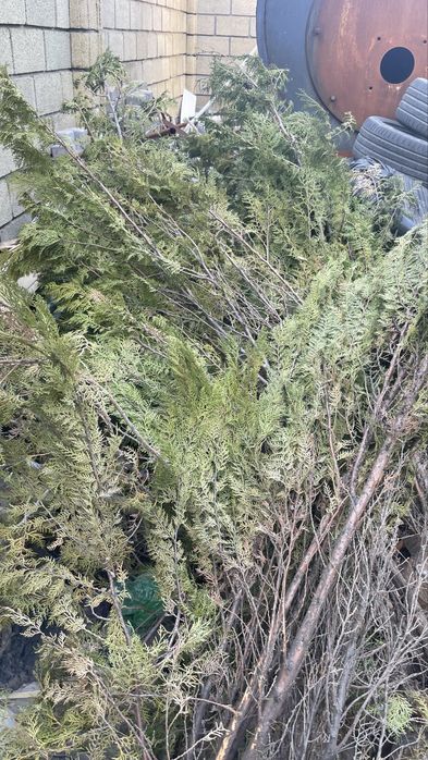 Елка можжевельник