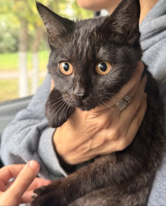 Котенок ищет дом