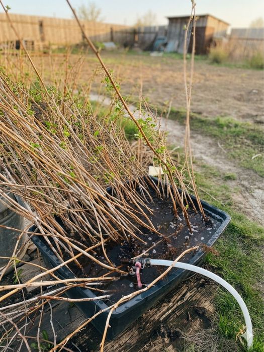 Саженцы малины, много