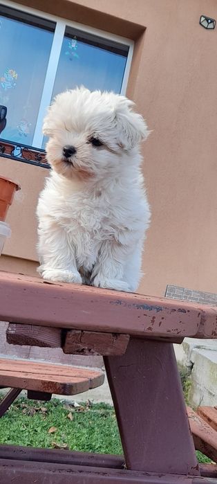 Catel bichon maltese miny