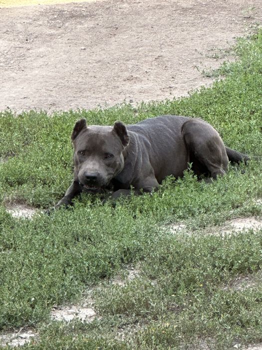 ВЯЗКА! Питбуль на вязку.