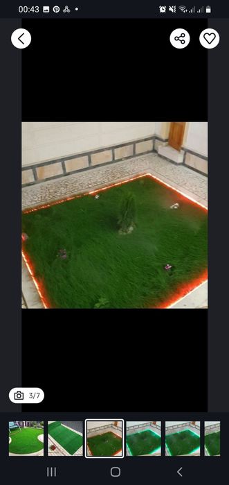 Ispaniya, Daniya gazon urug'lari ekib beriladi.