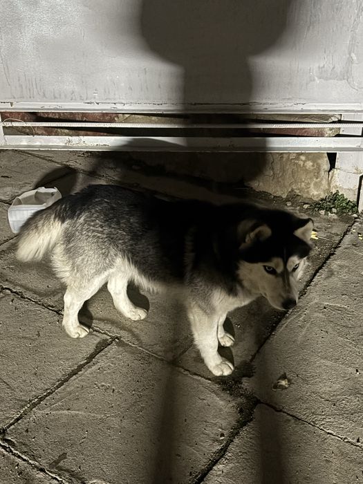 хаски Годовалый щенок