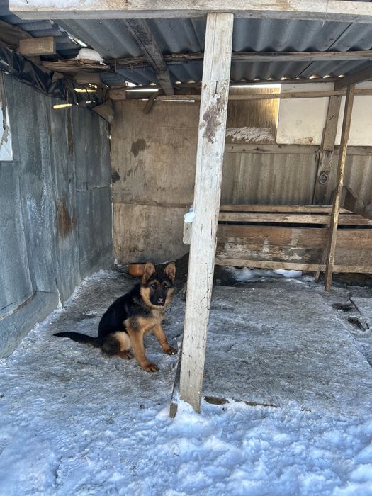 Продается немецкая овчарка