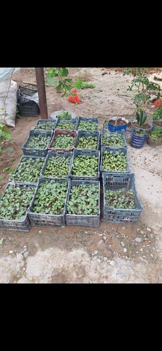 Sabzavot poliz ekinlari ko‘chatlari