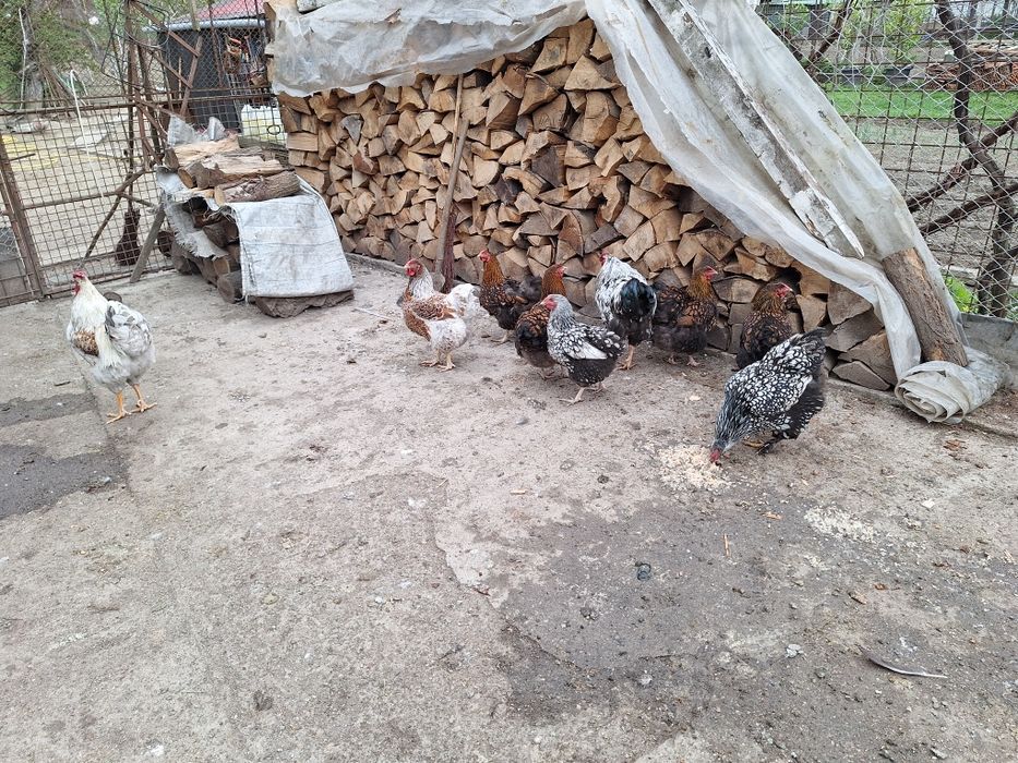 Vind găinii  wiadota și cocosi 150buc