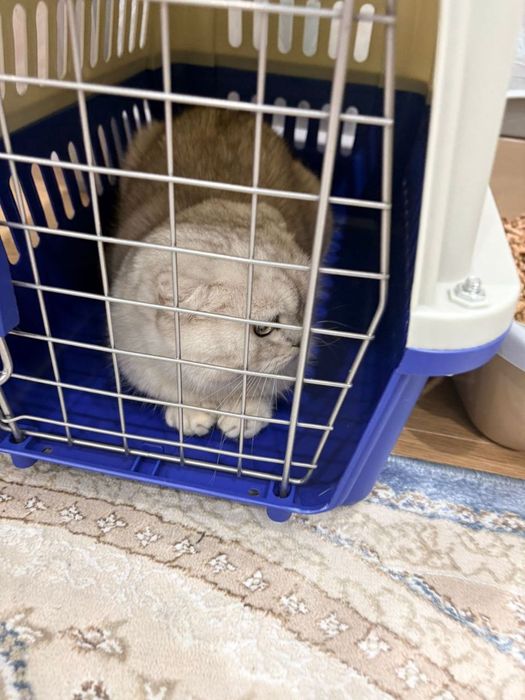 Продаётся кошка шотландская.