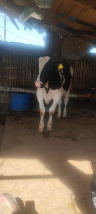 Немис бука 8 ойли буйи 120 срочно сотлади срочно сотлади пул зарил йеб