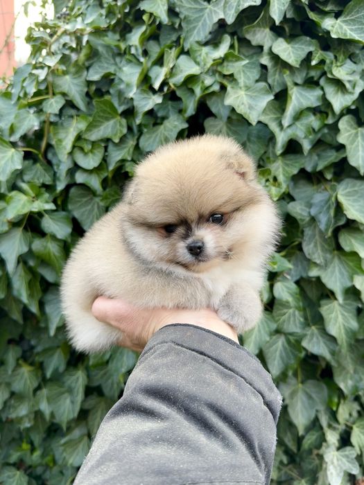 Померан мини момиче. Померанче