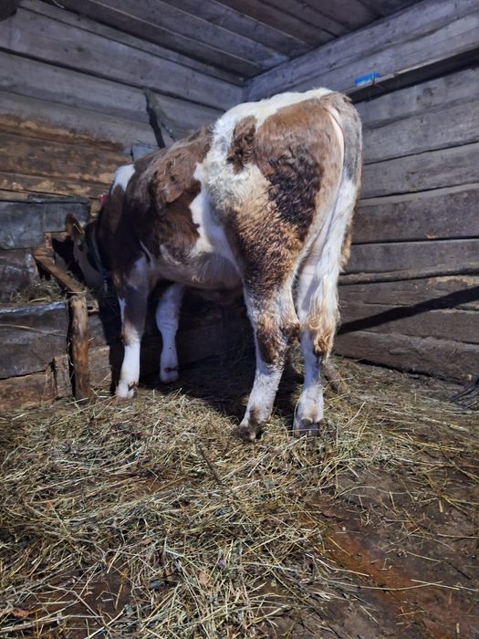 Tăurași pereche de vânzare