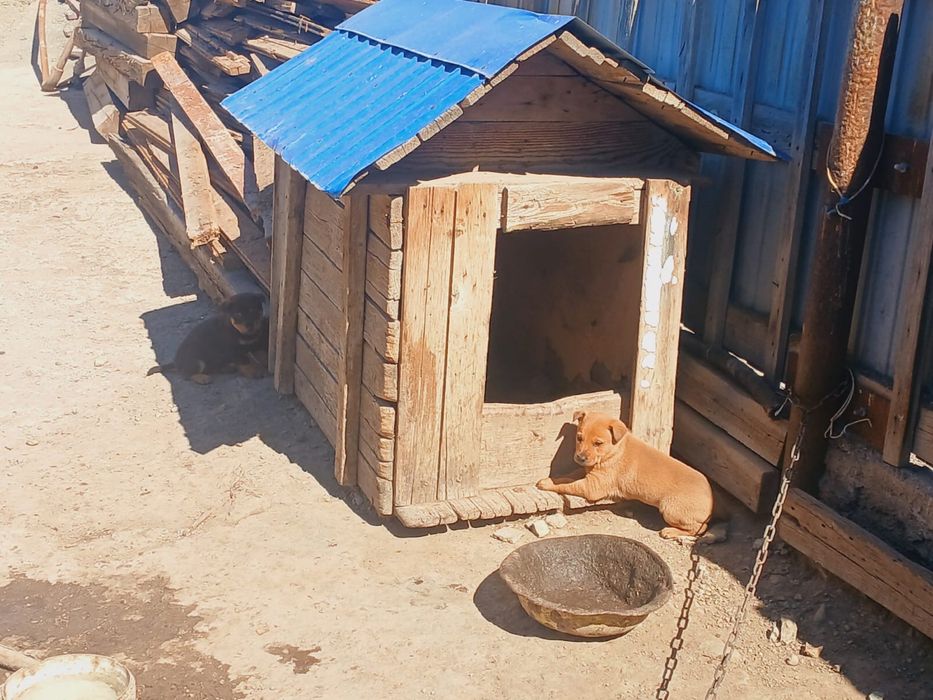 Отдам щенков в хорошие руки