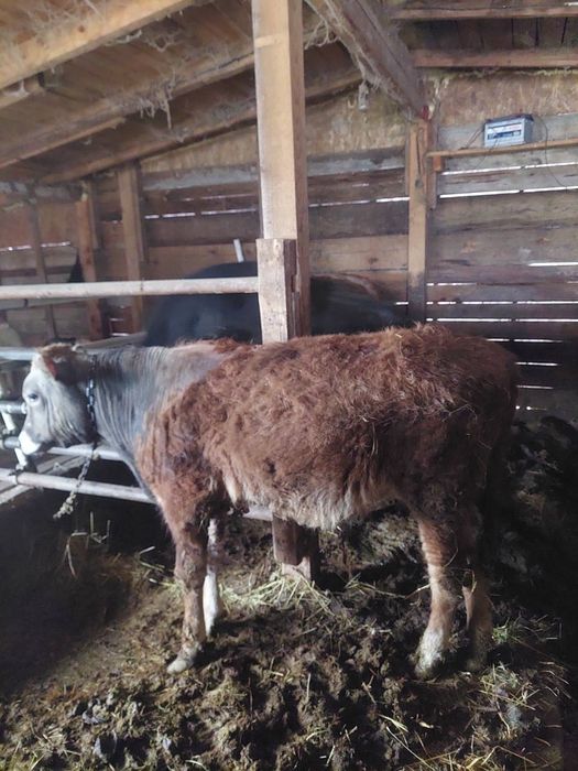 Мъжко теле 200 килограма