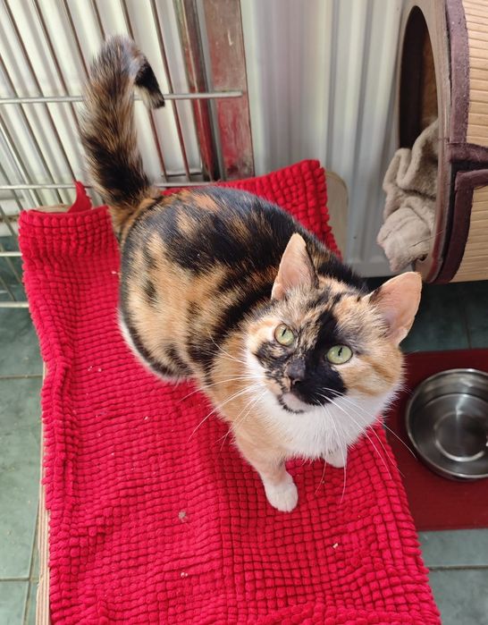 Pisica Spice Latte o să te cucerească instant. Adopt-o!