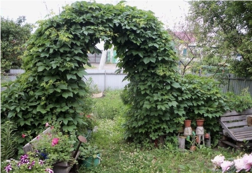 Девичий виноград