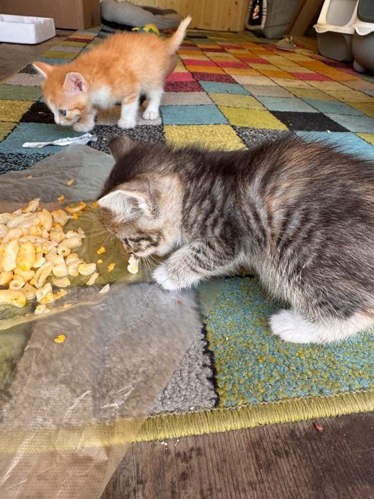 Отдам котят бесплатно