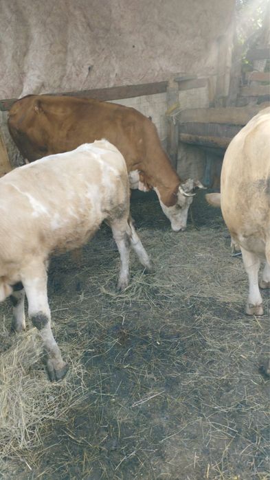Продам 2 коровы молочных и бычка