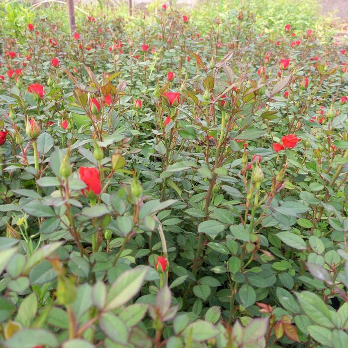 Archa va manzarali daraxtlar