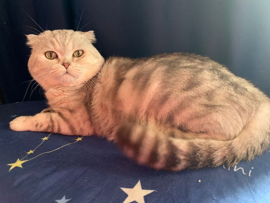 Вязка. Шотландский вислоуий кот.