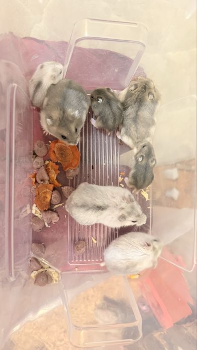 Vand  pui hamster pitic
