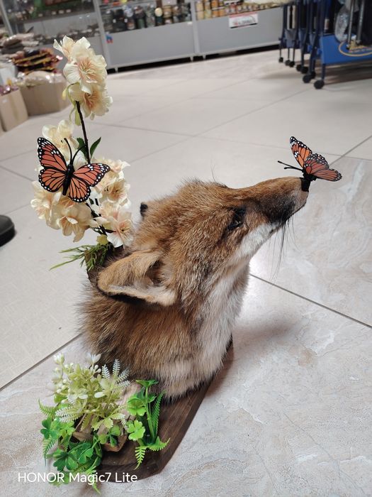 Препарирана лисица