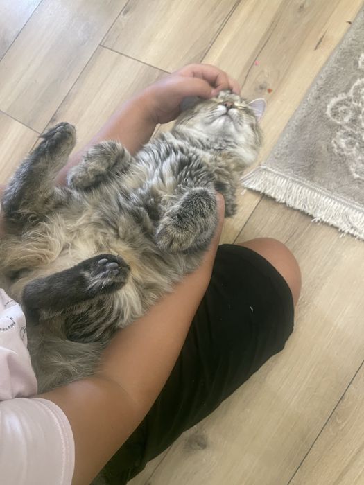 Отдам кошек-котят